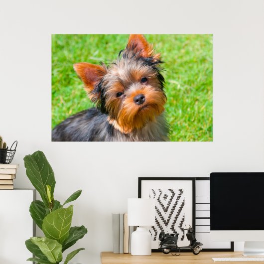 Poster Terrier looking up (Bureau à domicile)