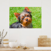 Poster Terrier looking up (Cuisine)