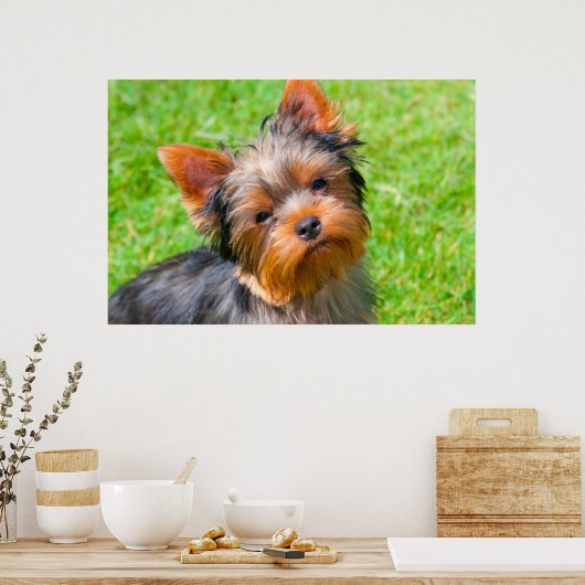 Poster Terrier looking up (Cuisine)