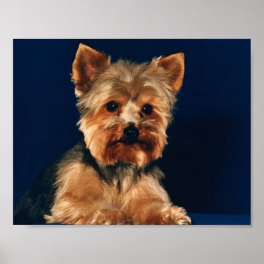 Poster Terrier Puppy du Yorkshire (Devant)