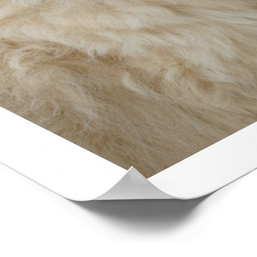 Poster Terrier roux à couche molle (Coin)