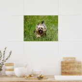 Poster Terrier Yorkshire mignon Traversant L'Herbe (Cuisine)