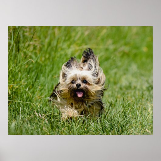 Poster Terrier Yorkshire mignon Traversant L'Herbe (Devant)