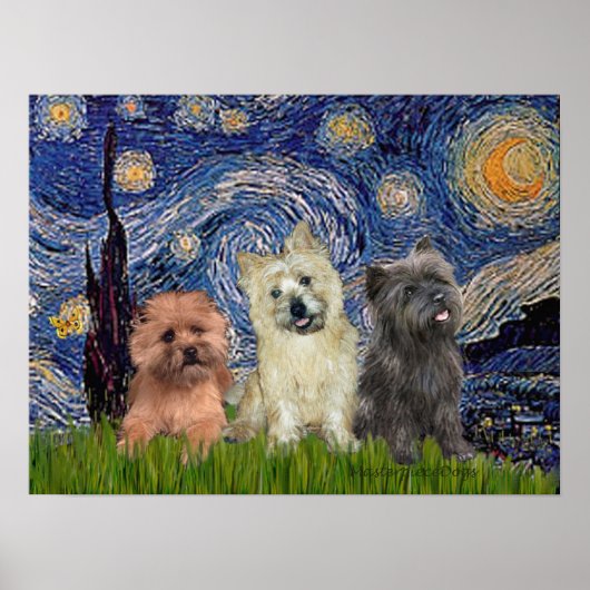 Poster Terriers Cairn (trois) - Nuit étoilée (Devant)