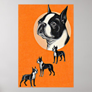 Poster terriers de Boston