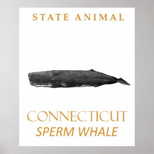 Poster Territoire du Connecticut Animal Physeter macrocep (Devant)