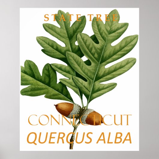 Poster Territoire du Connecticut Arbre Le Chêne Blanc (Devant)