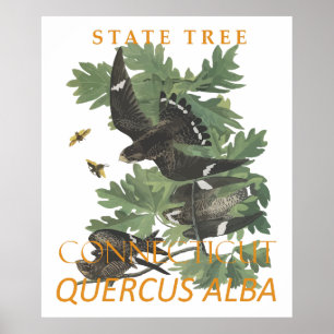 Poster Territoire du Connecticut Arbre Le Chêne de la Cha