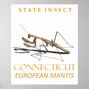Poster Territoire du Connecticut Insecte Mantis religiosa