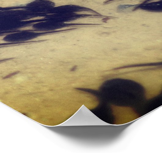 Poster Têtards minuscules en cou noir Nature (Coin)