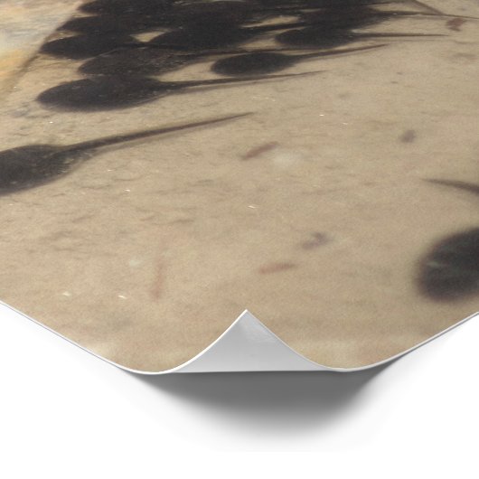 Poster Têtards minuscules en cou noir Nature (Coin)