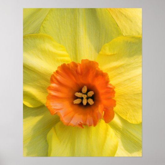 Poster Tête (Devant)