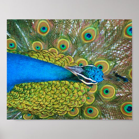 Poster Tête bleue Peacock avec et des plumes de queue col (Devant)