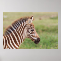 Tête de bébé zèbre, Tanzanie