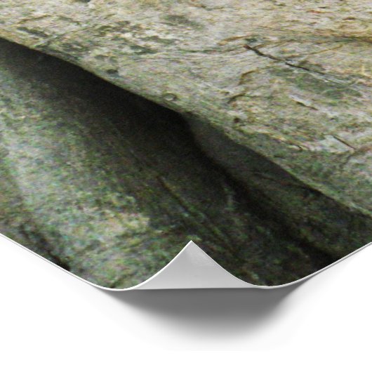 Poster Tête de Bouddha dans le Fig Tree .. Ayutthaya, Tha (Coin)