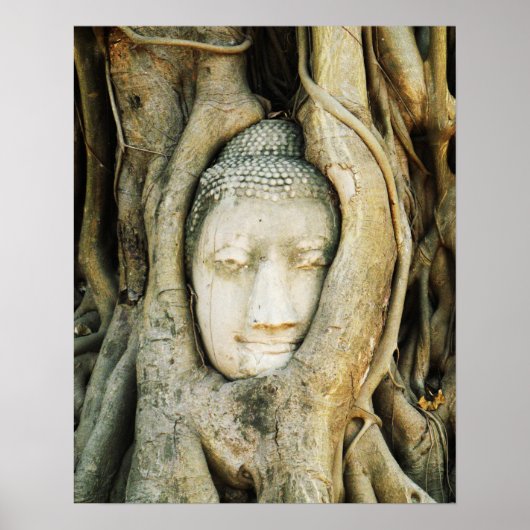 Poster Tête de Bouddha dans le Fig Tree .. Ayutthaya, Tha (Devant)