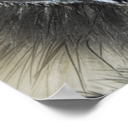 Poster Tête de bourdon (Coin)