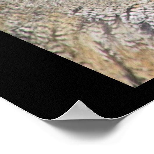 Poster Tête de chouette (Coin)