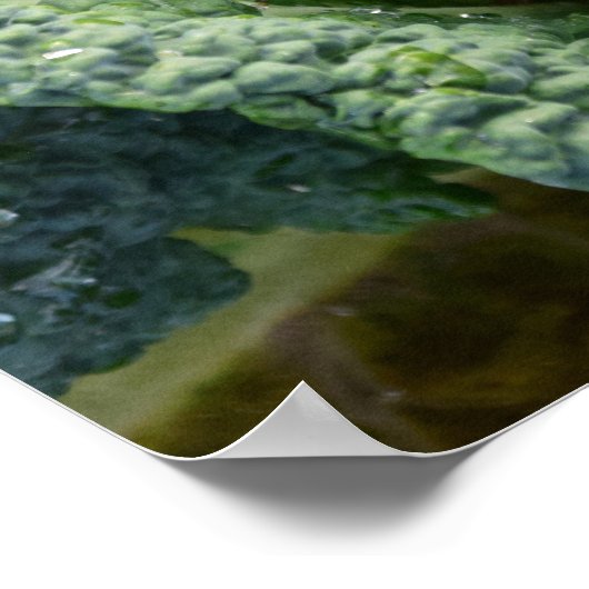 Poster Tête de choux bio frais (Coin)