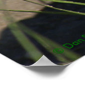 Poster Tête de crotale R8 Prairie (Coin)