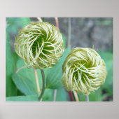 Poster Tête de graines de Clematis (Devant)