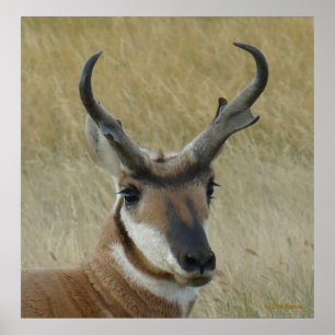 Poster Tête de grand buck d'antilope pronghorn A5