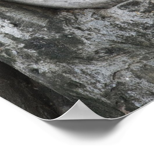 Poster Tête de grès de Bouddha entouré d'arbre (Coin)