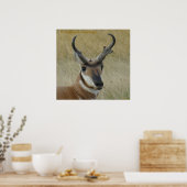 Poster Tête de gros buck d'antilope pronghorn A5 (Cuisine)
