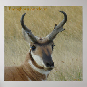 Poster Tête de gros buck d'antilope pronghorn A5