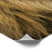 Poster Tête de lion (Coin)