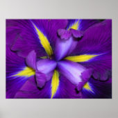 Poster Tête de lion (Devant)