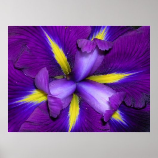 Poster Tête de lion (Devant)