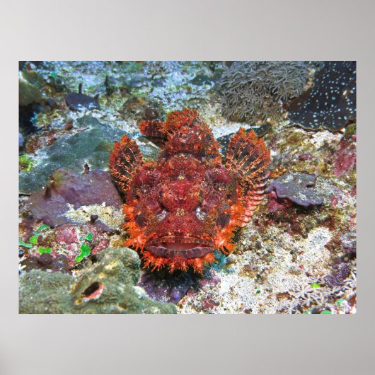 Poster Tête de poisson (Devant)