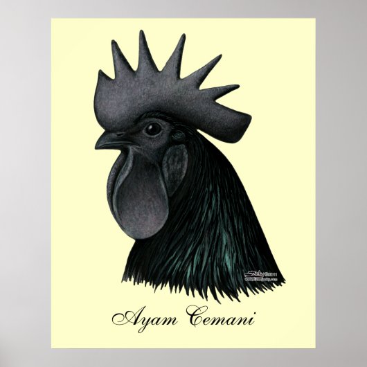 Poster Tête de Rooster Ayam Cemani (Devant)