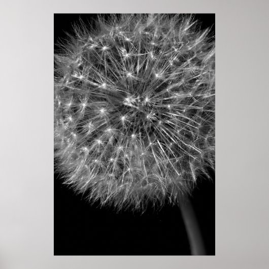 Poster Tête de semence Dandelion (Devant)