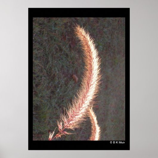 Poster - Tête de semence en herbe ornementale (Devant)