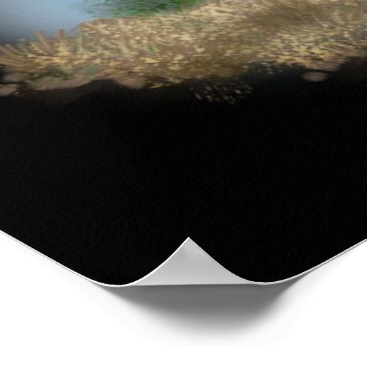 Poster Tête de sirène (Coin)