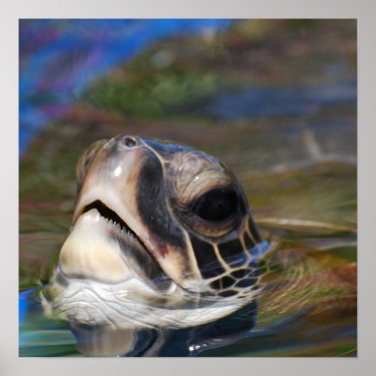 Poster Tête de tortue (Devant)