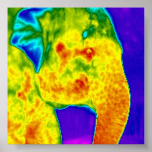 Poster Tête des éléphants (Devant)