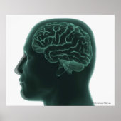 Poster Tête humaine en profil montrant le cerveau (Devant)