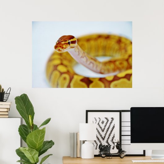 Poster Tête Python à bille jaune (Bureau à domicile)