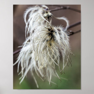 Poster Têtes de graines douces et blanches plumeuses sur