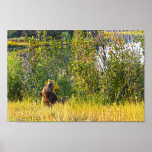 Poster Teton Bear Mange Berries, Wyoming