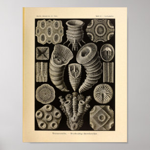 Poster Tetracoralla vintage couleur Ernst Haeckel Imprime