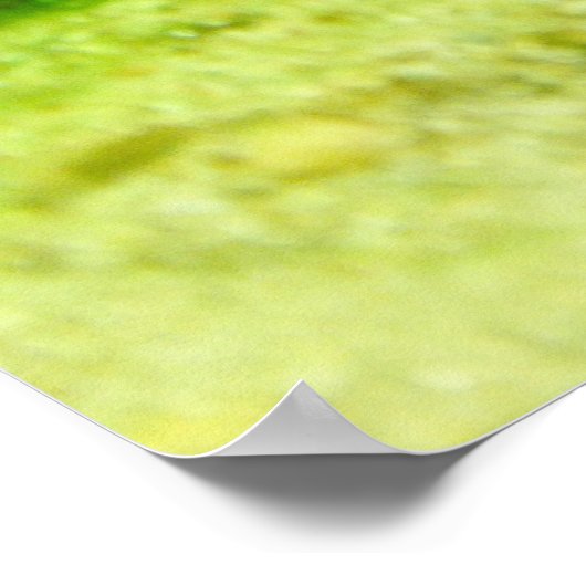 Poster Tetraodon miurus (Coin)