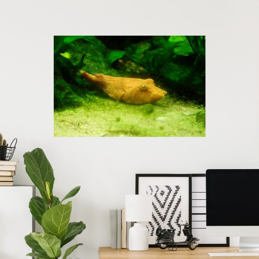 Poster Tetraodon miurus (Bureau à domicile)