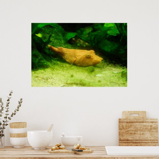 Poster Tetraodon miurus (Cuisine)