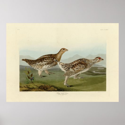 Poster Tétras à queue fine - Audubon's Birds of America (Devant)