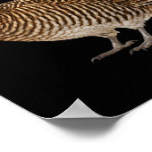 Poster Tétras d'Attwater Faune Oiseaux Nature (Coin)