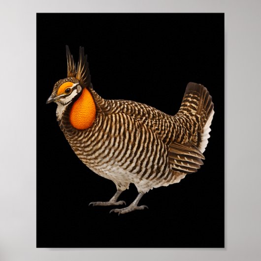 Poster Tétras d'Attwater Faune Oiseaux Nature (Devant)